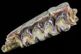 Oligocene Horse (Mesohippus) Jaw Section - South Dakota #73625-2
